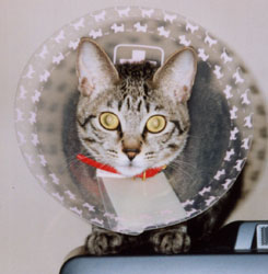 ���C�I���w�b�h�Q