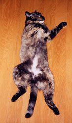 �L�� ����