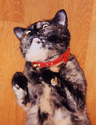 ���т���̌`��