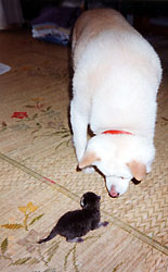 �����[����Ƃ���т��񏉑Ζ�