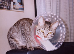 ���C�I���w�b�h�P