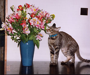 ����т���