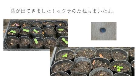 １年生 生活科 あさがおの めが でたよ ３年生 理科 こん虫の育ち方 植物の育ち方 モンシロチョウになったよ ４年生 社会科 北海道 東北地方 １年生 さんすうか なかまづくり １年生 生活科 あさがおのたねをうえよう 種と