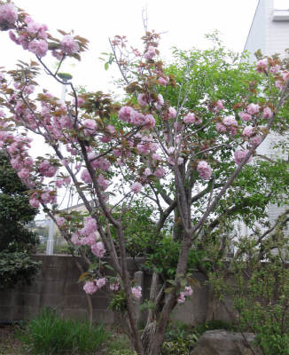 yaesakura