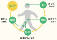 歩行の図