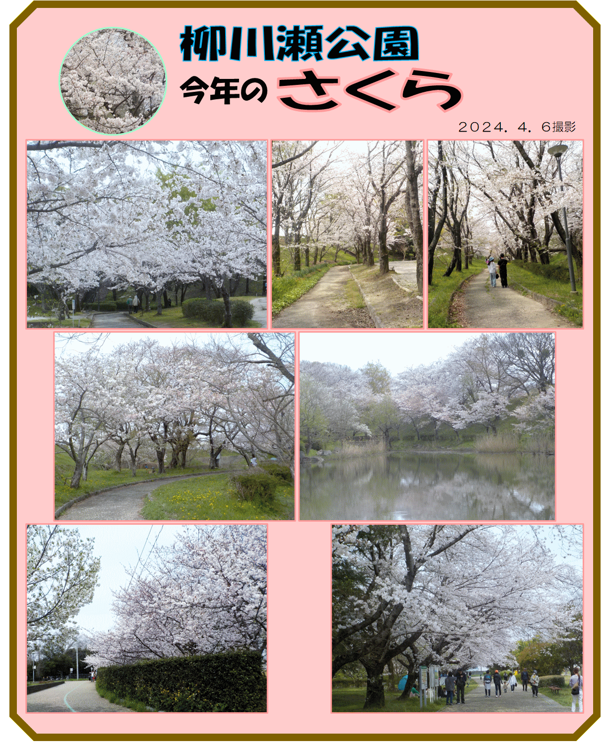 Ｒ６．４．９撮影　柳川瀬公園の桜