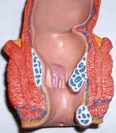 肛門には多数の静脈、神経があり、粘膜も薄い為に傷つきやすく傷み、出血を伴います…特に便秘、下痢、出産等により発症しやすいです！