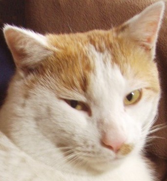 �͂��߂܂��āA�����Ǘ��l�́h�}�����h�ł��A��낵���A�ɂႨ�[���O