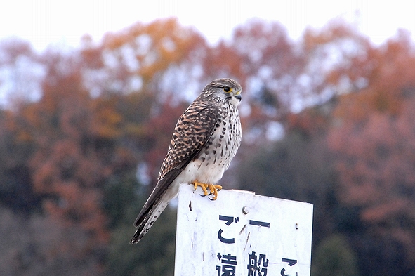 �`���E�Q���{�E