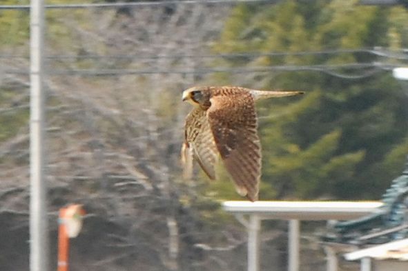 1603�`���E�Q���{�E