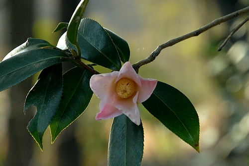 �x�j���r�X�P