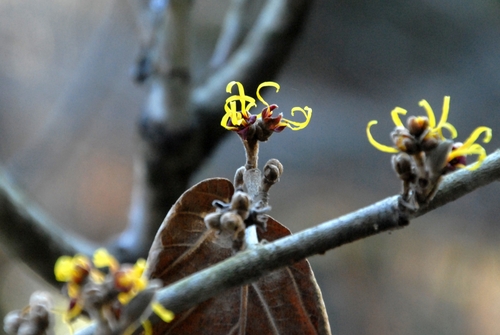 �V�i�}���T�N