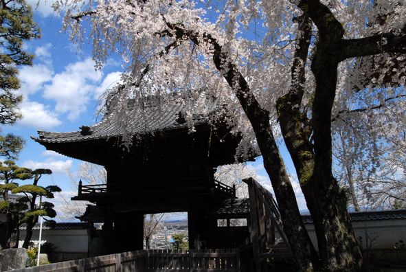 安長寺山門と枝垂れ桜
