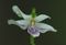 AMX~