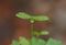 gESNTomI̎