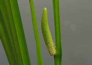 VEu
