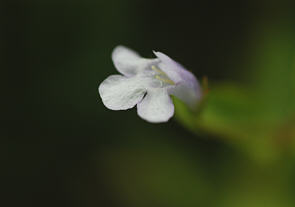 AJA[i