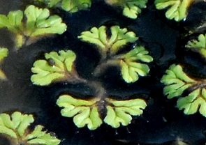 C`EELSP