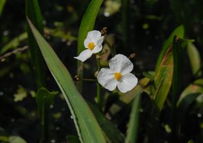 iKoI_J