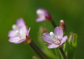 AJoi