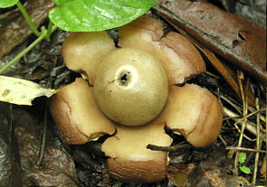 PuNc`KL