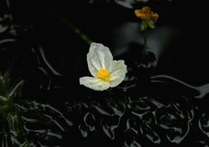 IIJi_