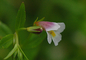 A[gEKV