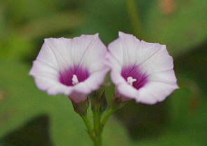 zVATKI