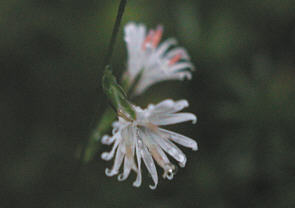 LbREnO}