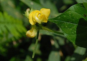 ucAYL