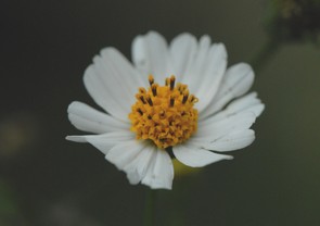 ^`ALZ_OT