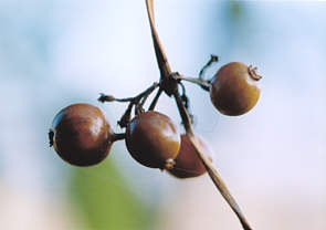 TIgoi̎