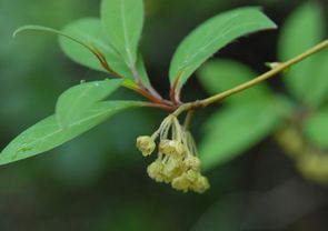 NW