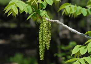 IjO~iYԁj