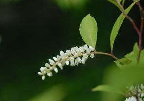 RomYCi