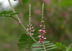 �g�E�R�}�c�i�M