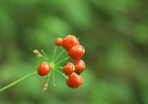 g`ojW̎