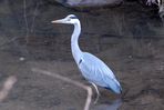 アオサギ