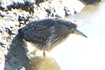 ゴイサギ幼鳥