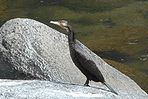カワウ