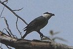 サンショウクイ♂