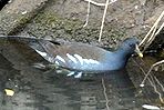 バン(幼鳥)