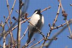 シジュウカラ♀