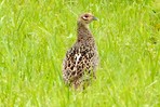 キジの幼鳥