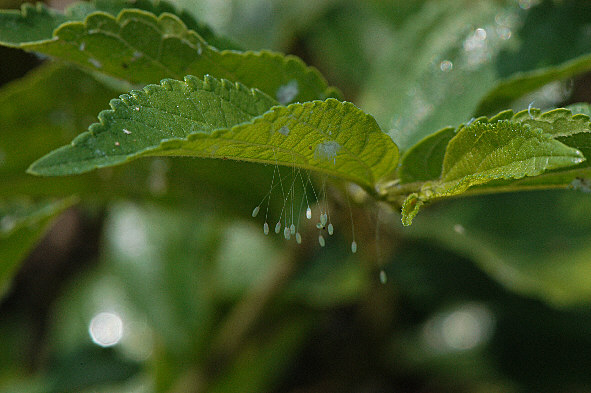 うどんげの華１