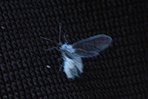 ᒎ
