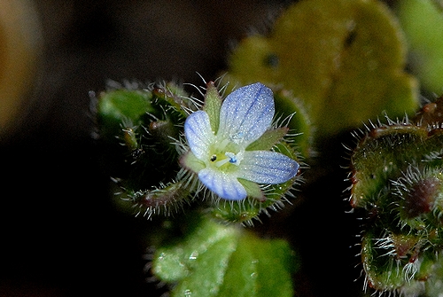 �t���T�o�\�E