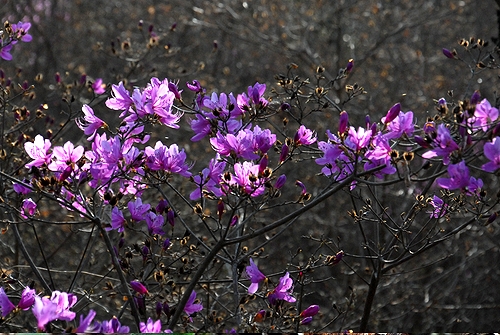 �R�o�m�~�c�o�c�c�W