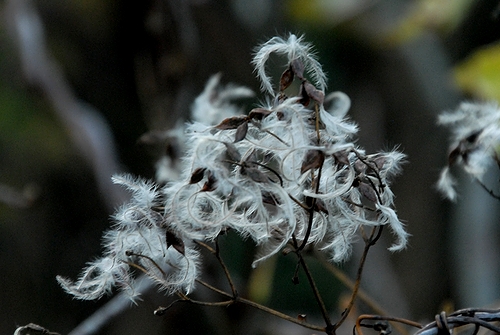 �Z���j���\�E�̎�