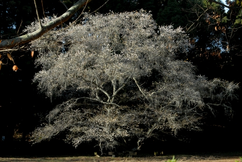 �V�L�U�N��